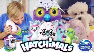 Hatchimals Jajko, Spin Master - Unboxing - Część 1