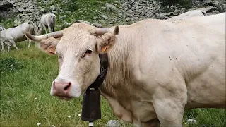 Mucche al pascolo nella montagna incantata