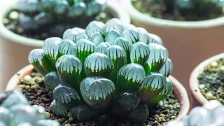 CHĂM SÓC SEN ĐÁ KIM CƯƠNG (HAWORTHIA) CĂNG MỌNG Ở XỨ NÓNG | 多肉植物| 다육이들 | Suculentas