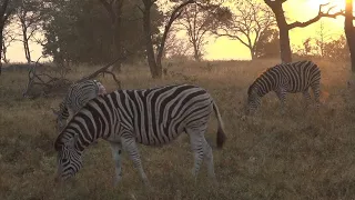 WildEarth - Sunset Safari - 20 August 2023