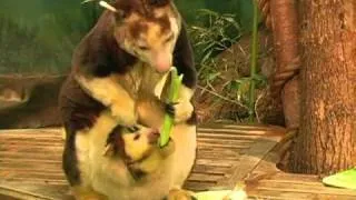 Tree kangaroo joey growing up at Saint Louis Zoo