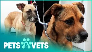 Animal Welfare Officers Save Mistreated Dogs | The Dog Rescuers Compilation | Pets & Vets