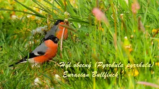 Hýl obecný (Pyrrhula pyrrhula), Eurasian Bullfinch