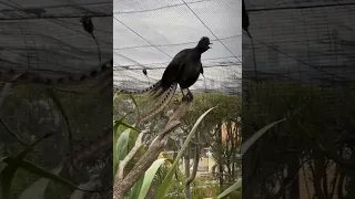 This lyrebird sounds like a baby crying and a fire alarm