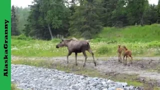 Moose Mom and Twins Alaska Kenai Peninsula