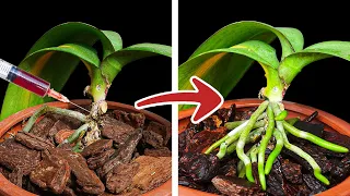 This miracle water makes strong leaves full of life, new roots healthy