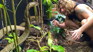 Massive KING COBRA Up Close!