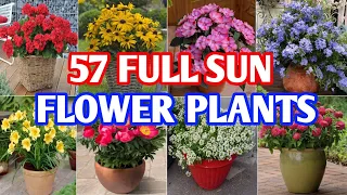 57 Best Full Sun Flower Plants in Container | Heat Tolerant Flower Plants | Plant and Planting
