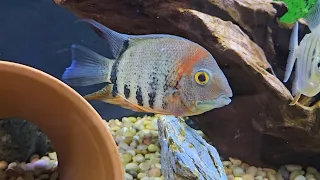 Red Shoulder Severum Overview