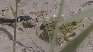 Grass snake attacks on frogs / Angriffe von Ringelnattern auf Frösche