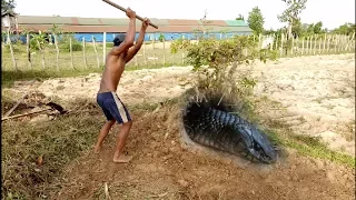 Wow! Two Brave Boys Find And Catch A Big - Snake Attacks Boys in Cambodia