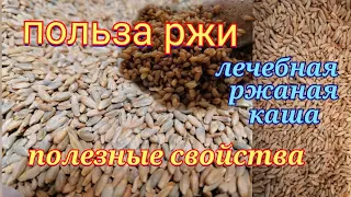 Чем лечебна рожь о пользе ржаной каши и рецепт каши