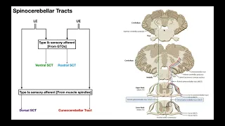 The Spinocerebellar Tracts EXPLAINED