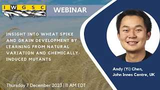 Wheat Spike and Grain Development by Learning From Natural Variation And Chemically-Induced Mutants