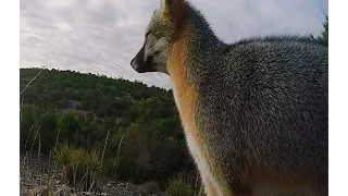 Incredible running shot on a fox with a bow