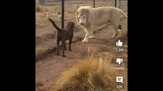 Lion asking dog forgiveness.