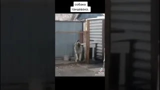 Собака танцевака.