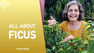 All About Ficus | आसानी से संभलने वाला सजावटी पौधा फाइकस