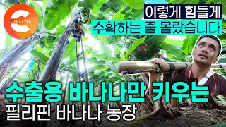 우리가 싸게 먹는 바나나가 이렇게 힘들게 한국으로 오는 줄 몰랐습니다ㅣ정작 노동자들은 비싸서 못 먹는 ‘수출용 바나나‘ 농장ㅣ필리핀ㅣ#해외극한직업