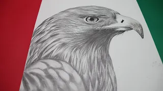 how to draw an eagle head step by step for beginners