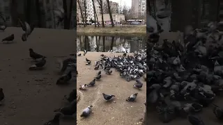 Зграя голубів
