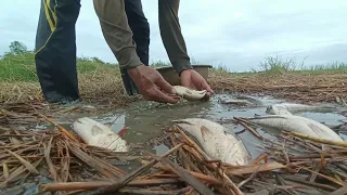 amazing fishing a fisherman catch fish a lots by best hand in the evening