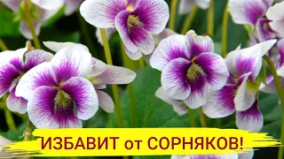 ЭТО РАСТЕНИЕ ИЗБАВИТ от СОРНЯКОВ! Посадите под деревом, возле забора, вдоль дорожки!