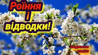 Відводки на стару матку проти роїння. Який відводок краще зробити?