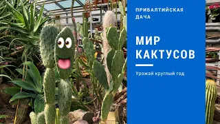 Калининград. Ботанический сад. Кактусы