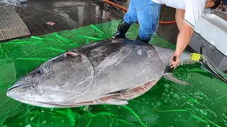 Amazing skill！330KG Giant bluefin tuna cutting  Luxurious sashimi /330公斤 驚人的巨大黑鮪魚切割技巧！