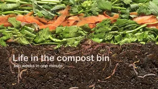 Vermicompost - Life in the compost bin