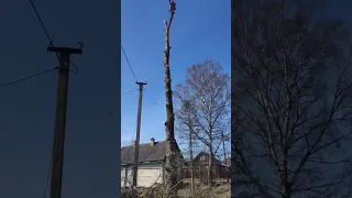 Спил дерева по частям