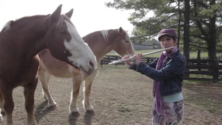 Rescued Horses Love the Flute!