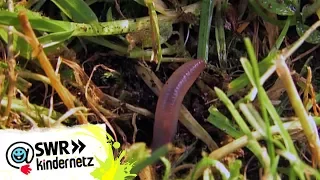 Sind Regenwürmer schädlich oder nützlich? | OLI's Wilde Welt | SWR Kindernetz