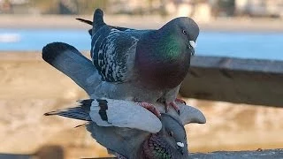 Pigeons kissing and mating in Tuzla Fontana Slatina