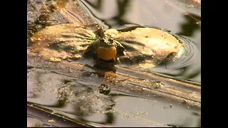 Cricket Frog