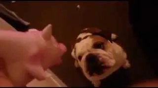 English bulldog vs Pig