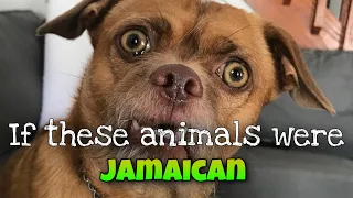 Jamaican animal voiceover #10