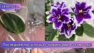 Пополнение моей коллекции новыми сортами фиалок! 19.09.2023г. Распаковочка 🌺