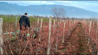 How to care for grape vines in winter 🍇 (Natural fertilizer for grapes).