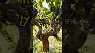 формируем виноградное дерево #белгород #виноград #сад #виноградник #формировка #формировкакуста
