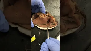 Zoology Clam Dissection