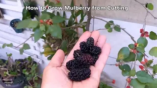 Easy way to grow Mulberry from cutting - Growing Mulberries in Containers  Step By Step