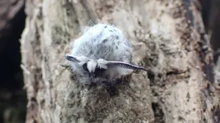 Puss Moth Cerura vinula eclosing and expanding wings