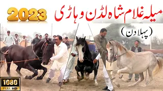 #horsedance   Top horse dance 2023| Mila baba ghulam shah Luddan vehari|Best Ghora Dance|khan studio