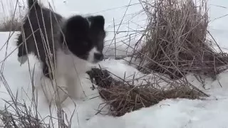 Обучение щенка лайки. Дерзый.