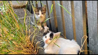 We found two newborn kittens in the street  | YUFUS