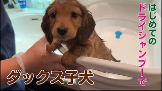 【ダックス子犬】初めてドライシャンプーで 生後40日目 もふもふになった3つ子ちゃん【多頭飼/duchshund/ミニチュアダックス】