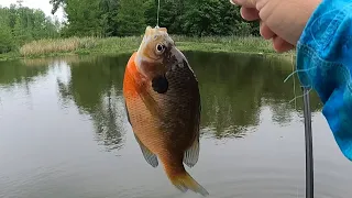 catching big bluegill on bed for supper