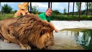 Я купаю ЛЬВА -ВОЖАКА ! I'm bathing the lion-leader!